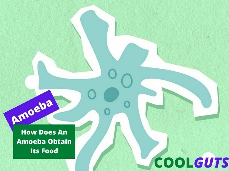 How Does An Amoeba Obtain Its Food